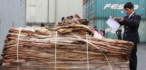 Hải Phòng bắt giữ 16 tấn da ngựa bốc mùi hôi thối nhập lậu từ châu Phi