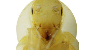 Phát hiện con gián lạ nhất thế giới ở Việt Nam