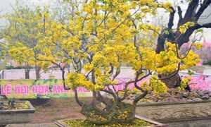 Hoa anh đào Nhật Bản, mai vàng Yên Tử khoe sắc rực rỡ ở Quảng Ninh