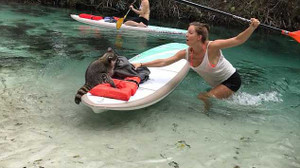 Gấu mèo táo tợn nhảy lên thuyền, giành giật đồ ăn với du khách