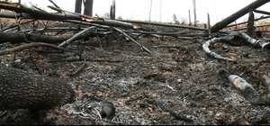 Chỉ đạo khởi tố hình sự vụ án chặt phá rừng ở Bắc Giang