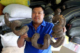 Thần y người Giáy và bài thuốc gout bí truyền chấn động miền Bắc