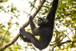 Phát hiện loài vượn mới kỳ lạ, chưa từng được biết tới