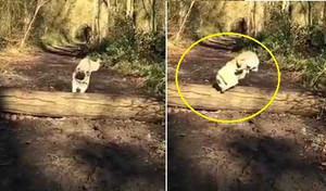 Phì cười clip chú chó Pug ngã 'dập mặt' khi vượt chướng ngại vật