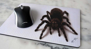 Nhện 'chén' gần 1 tỷ tấn thịt mỗi năm, nhiều hơn cả người lẫn cá voi