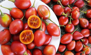 Video: Mục sở thị cà chua lạ giá 1 triệu đồng/kg gây 'sốt' thị trường