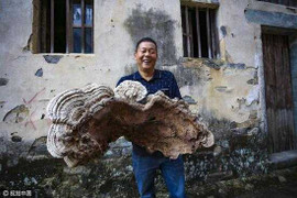 Phát hiện 'nấm trường sinh' khổng lồ cực quý trong núi sâu