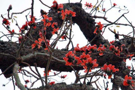 Chiêm ngưỡng cây gạo trên 700 tuổi 'độc nhất vô nhị' ở Hải Phòng