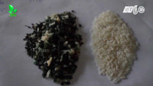 Kỳ lạ cơm nguội chuyển màu xanh, không hư mốc sau nhiều ngày ở Cần Thơ
