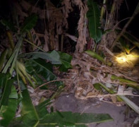 Voi rừng liên tục kéo về 'san bằng' nương rẫy của dân