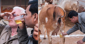 Xem người Ấn Độ uống nước tiểu bò để giải khát, chữa ung thư
