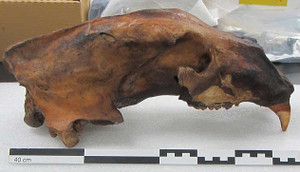 Phát hiện hộp sọ khổng lồ trôi dạt vào bờ biển