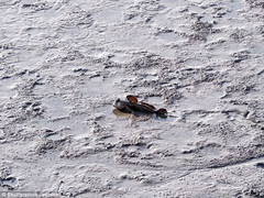 Loài cá bí ẩn đang chuyển dần lên sống trên cạn