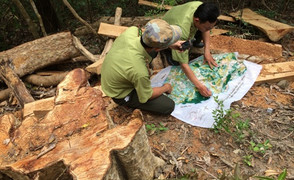 Gần 50 kẻ bịt mặt vây xe kiểm lâm cướp gỗ lậu trong đêm