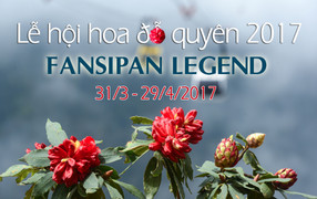 Fansipan Legend: Điểm hẹn lãng mạn mùa hoa Đỗ Quyên