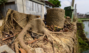 Hà Nội: Dẹp cướp vỉa hè, chặt luôn gần trăm cây xanh