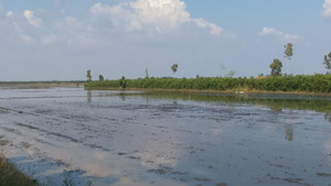 Những món vàng kỳ dị và chuyện cả ấp vẫn nghèo dù trúng quả 'cánh đồng vàng'