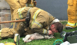 Rơi nước mắt xem lính cứu hỏa hô hấp nhân tạo, hồi sinh chú chó ngạt khói