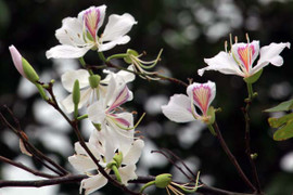 Chiêm ngưỡng hoa ban Tây Bắc khoe sắc giữa lòng phố Cảng