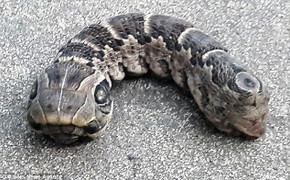 Dân khiếp đảm phát hiện sinh vật 2 đầu kỳ dị giống rắn trong vườn nhà