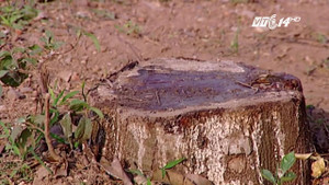 Dẹp cướp vỉa hè, chặt luôn cây xanh ở Hà Nội: Yêu cầu trồng lại toàn bộ