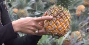 Hàng trăm hecta dứa thối nghi ô nhiễm khói nhà máy luyện kim