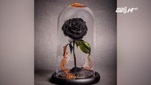 Hoa hồng bất tử trong 'Người đẹp và Quái thú' giá 'cắt cổ' vẫn hút khách