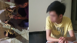 Chủ nhân 4 chú chó Border Collie bị ném từ tầng 40: ‘Tôi sẽ tìm ra hung thủ bằng mọi giá’