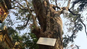 Mua được cây sưa 200 tuổi giá 24,5 tỷ đồng: Đại gia gỗ Đồng Kỵ lại lo lỗ