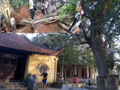 Cây sưa 200 tuổi khiến dân làng 'đổ máu' ở Bắc Ninh được bán giá 24,5 tỷ đồng