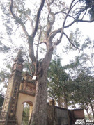 Cây sưa 200 tuổi ở Bắc Ninh giá 26 tỷ đồng là... quá rẻ