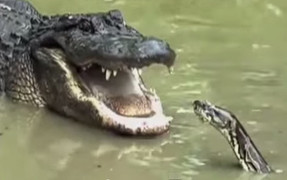 Cả gan tấn công cá sấu, trăn nhận cái kết 'đắng'