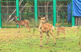 Vinpearl Safari đón nhiều thú non quý hiếm chào đời