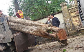 Bắc Ninh: Mập mờ việc chia tiền bán ‘cụ sưa’ 200 tuổi