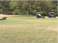 Phát hoảng khi thấy cá sấu bò lổm ngổm trong sân golf