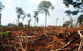 Bắt giám đốc và phó giám đốc để mất hàng ngàn héc ta rừng tự nhiên