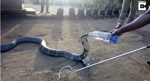 'Chết khát' vì hạn hán, hổ mang chúa bò vào làng xin nước