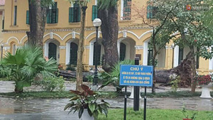 Cây đổ khiến 4 học sinh bị thương, Sở GD-ĐT Hà Nội chỉ đạo khẩn