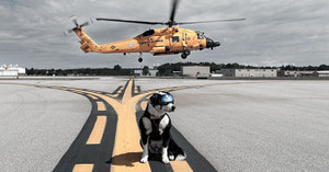 Máy bay ở Tân Sơn Nhất phải lòng vòng trên không vì chó chạy vào đường băng