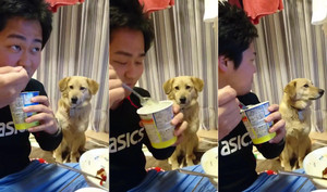 Chú chó phản ứng cực đáng yêu khi nhìn chủ ăn kem