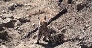 Báo đốm ra đòn sát thủ với trăn khổng lồ