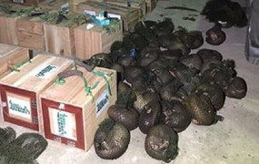 CSGT nổ súng truy bắt xe chở động vật hoang dã trên đường Hồ Chí Minh