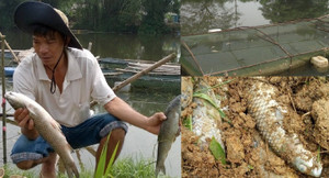 Dân Huế khóc ròng vì cá nuôi đến lúc bán lăn ra chết trắng lồng