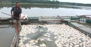 Cá nuôi chết trắng lồng ở Huế do thủy điện không xả nước