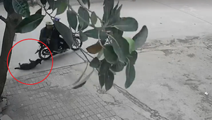 Chú chó bất lực đuổi theo 'cẩu tặc' cứu bạn