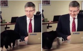 Chú mèo hồn nhiên phá đám buổi trò chuyện trực tuyến của thị trưởng