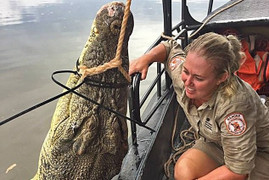 Bắt được cá sấu 'quái vật' khổng lồ ở Australia