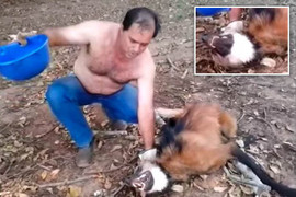 Sinh vật kỳ dị mình ngựa đầu chó sói gây sốc cộng đồng mạng