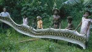 Ngôi làng kỳ lạ nơi trăn khổng lồ chỉ thích săn đàn ông