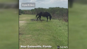 Ngựa đen hung hăng ra đòn dữ dội khiến cá sấu lật ngửa